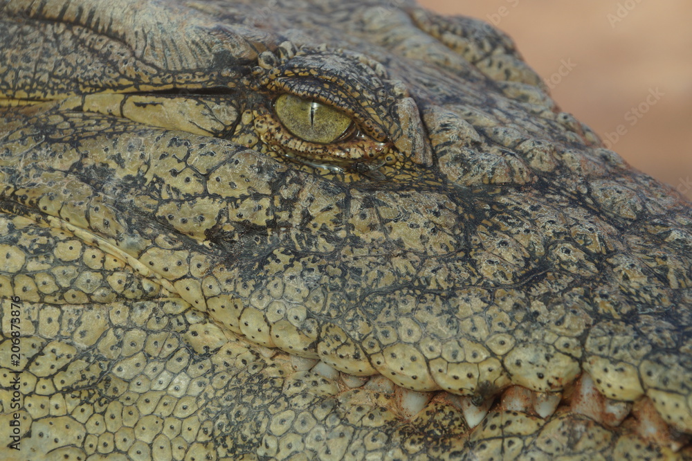 Obraz premium After Dinner. A croco having rest at a river bank in Morocco