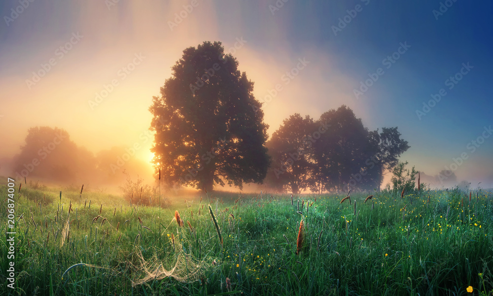Summer nature landscape on sunrise in the morning. Scenery meadow with grass and sunlight behind trees on horizon. Misty morning. Rural perfect scene of natural countryside. Majestic vivid dawn.