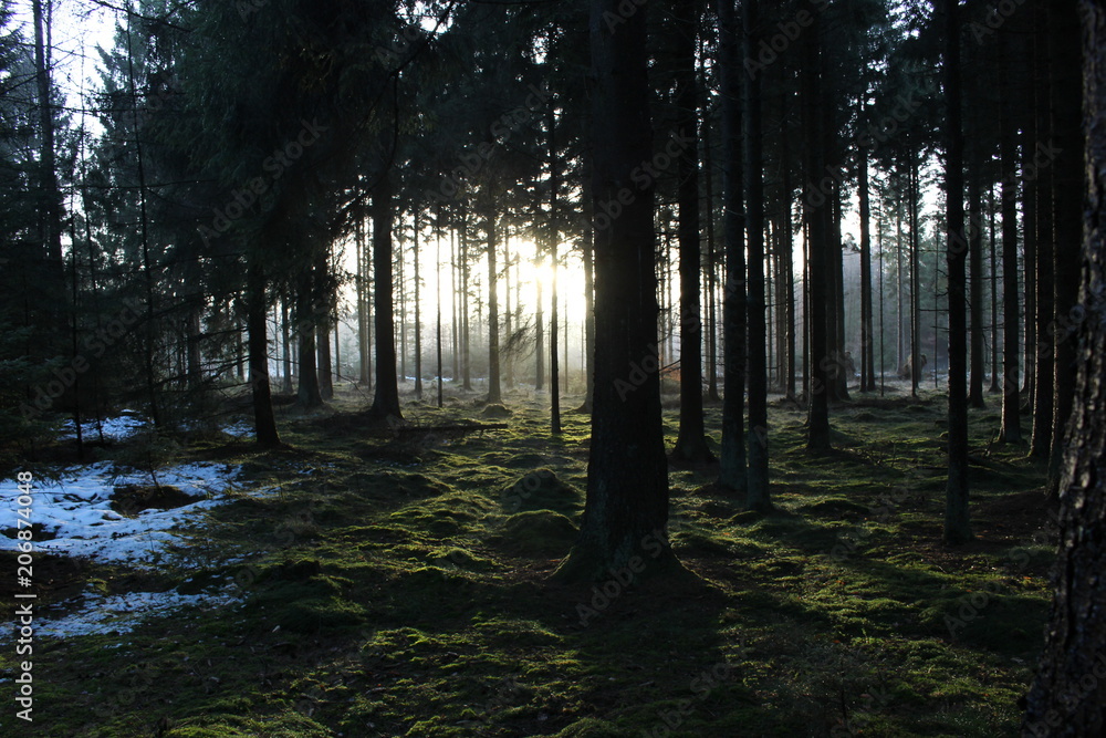 Obraz premium Magical Woodland