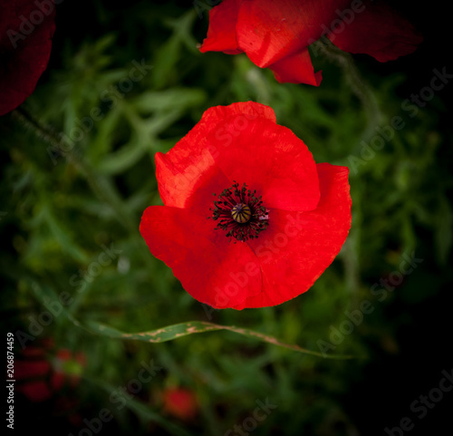 Closeup of poppy on dark background