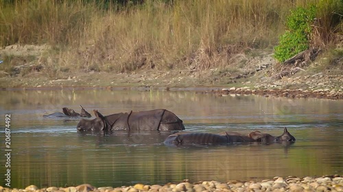 Greater One-horned Rhinoceros in Bardia national park, Nepal - specie Rhinoceros unicornis family of Rhinocerotidae