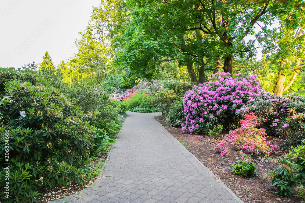 Rhododendron plants in bloom in spring park. Rhododendron plants in bloom in spring park.