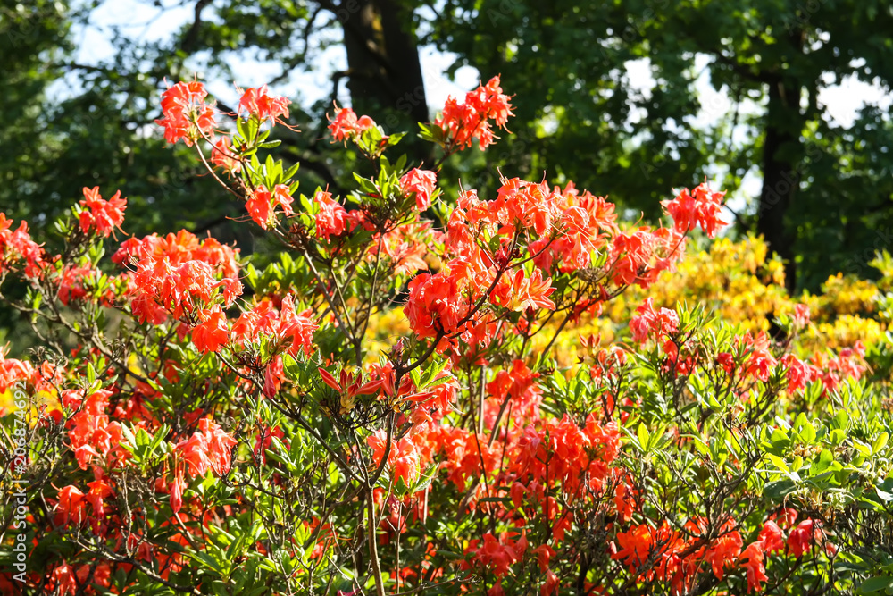 Beautiful Rhododendron plants in bloom in spring park.