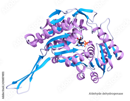 Fotografía Aldehyde Dehydrogenase - 3D Rendering