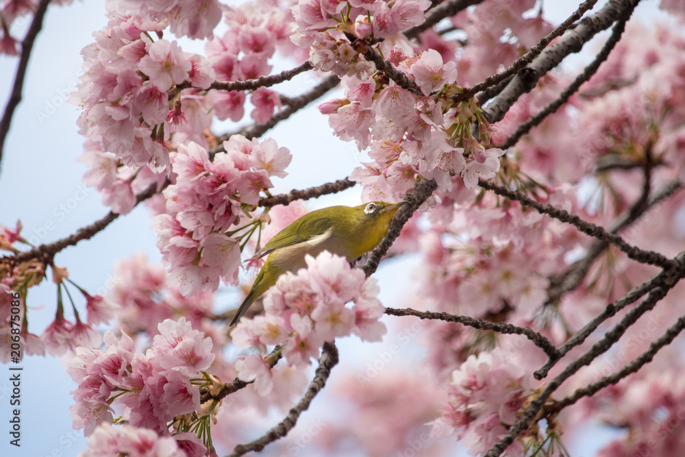 Cherry blossoms and Japanese White-eye at Ueno Park Cherry blossoms and Japanese White-eye at Ueno Park