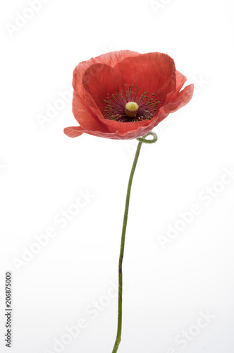 Three red poppies isolated