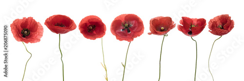 Three red poppies isolated