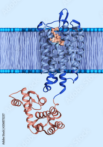Opioid Receptor Embedded in a Membrane