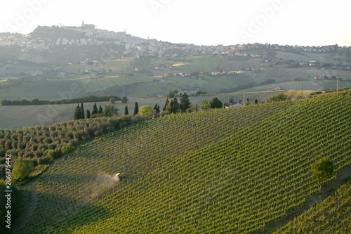 regione Marche Fermo paesaggio vigna campi coltivati campagna rurale Italia veduta