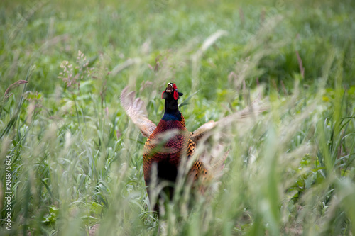 Pheasant in the grass