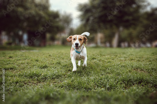  a beagle dog running straight in the grass of a park