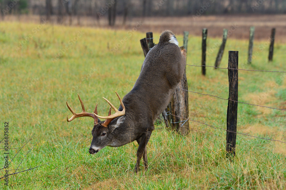 Fototapeta premium Buck jumping fence, Cades cove Tennessee