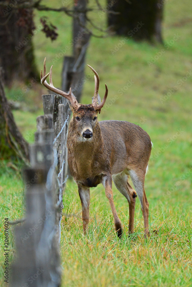 White Tail Buck, Cades cove Tennessee