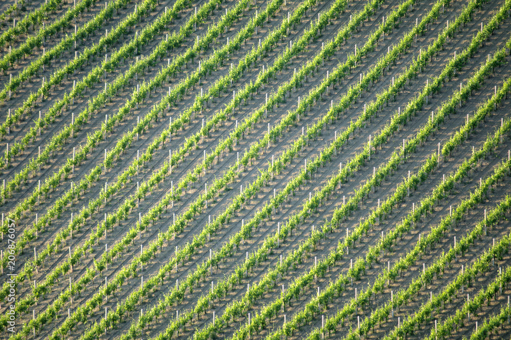 filari di vite,vigna,campagna,agricoltura,coltivazione,rurale filari di vite,vigna,campagna,agricoltura,coltivazione,rurale