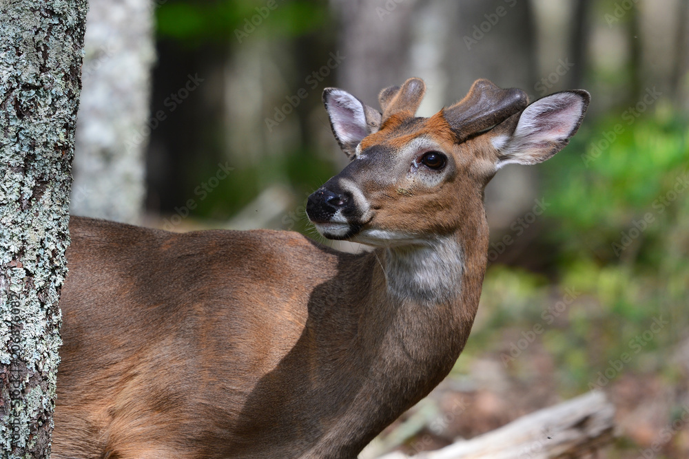 White tail buck in velvet, Cades cove Tennessee White tail buck in velvet, Cades cove Tennessee