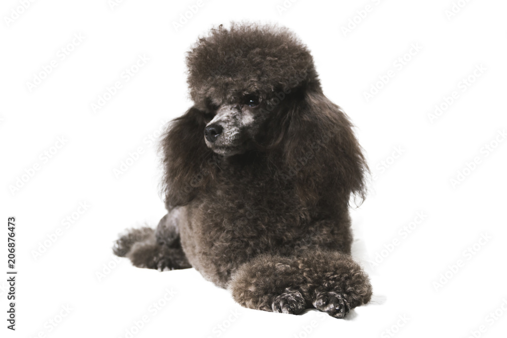 a black poodle dog lying on a white background a black poodle dog lying on a white background