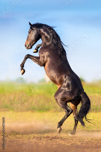 Wall Mural Bay stallion rearing up outdoor