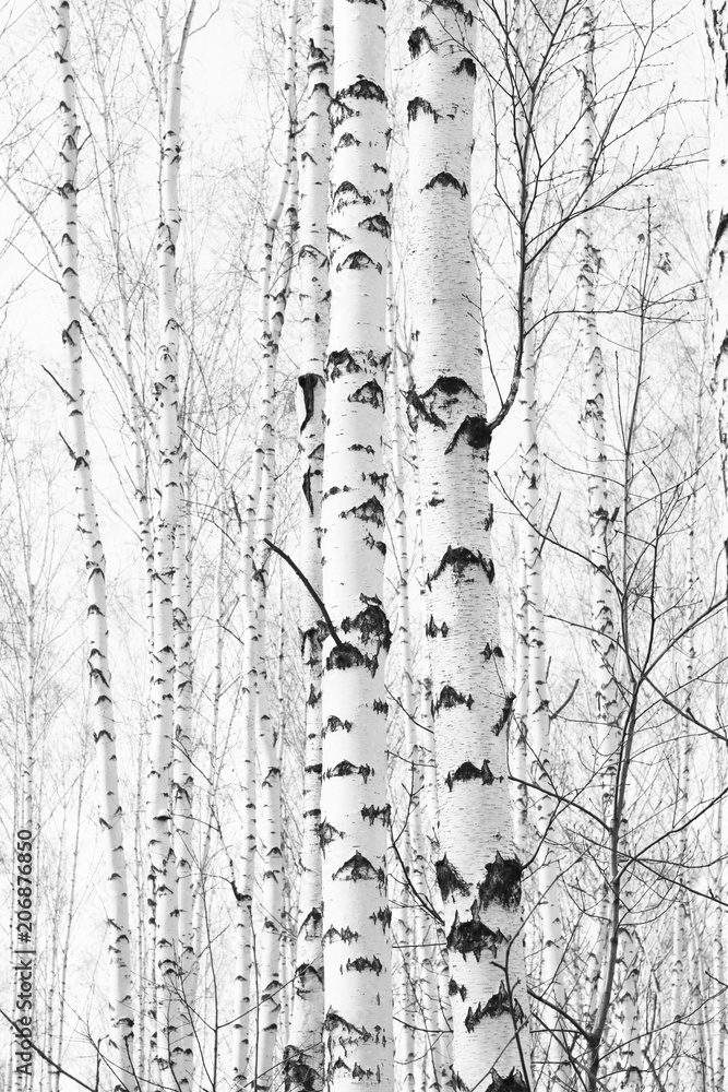 Fototapeta premium czarno-biała fotografia z białymi brzozami z brzozową korą w brzozowym gaju