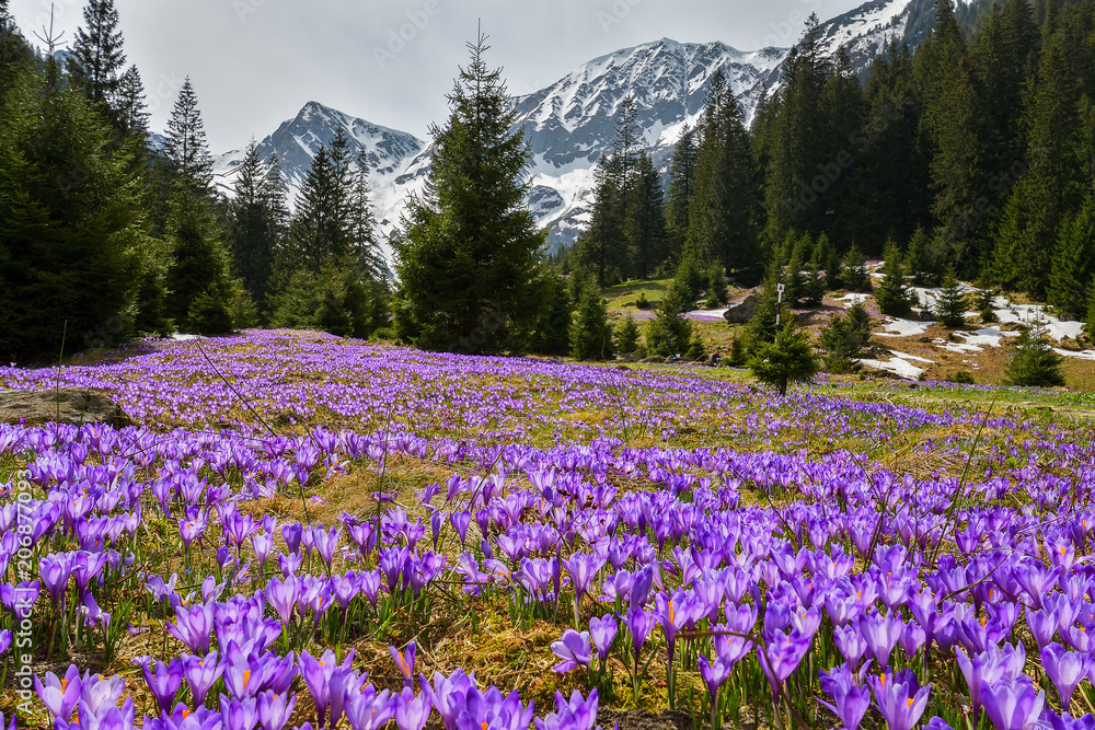 mountain meadow in bloom Crocus