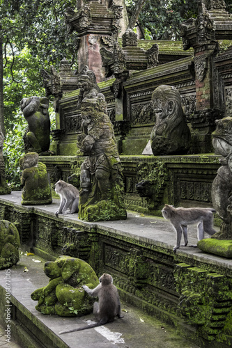 Ubud Monkey Forest in Bali photo