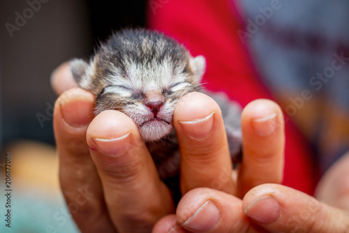 Woman holds newborn baby's little defenseless kitten on her hands. Caring for small animals_