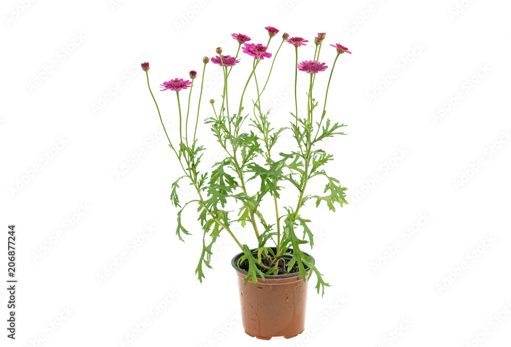 flower in a plastic pot on a white background