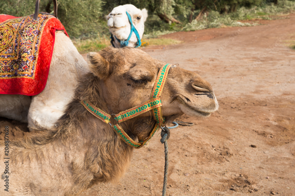 Obraz premium Camels in the parks on the outskirts of Marrakech