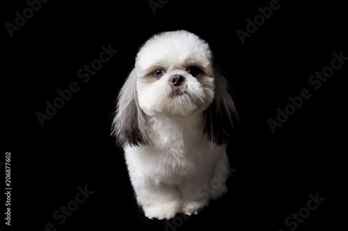 a shihtzu dog sitting on a black background