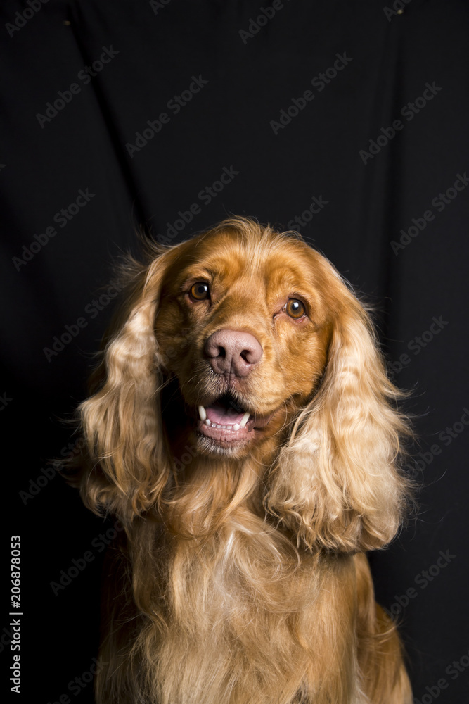  the face of a cocker dog sitting on a black background