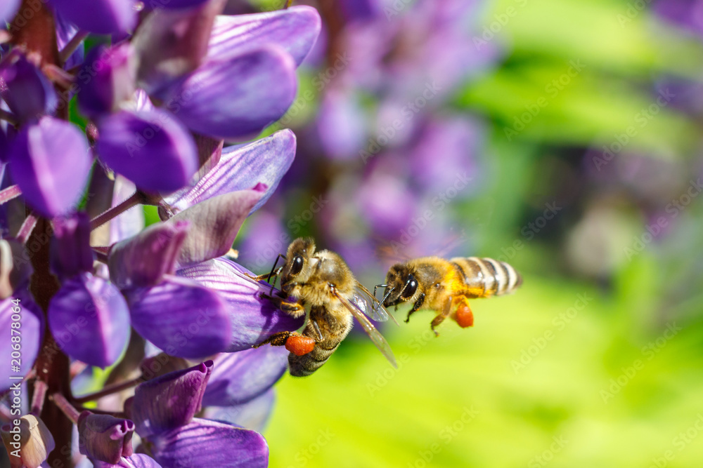 Bees collect honey and pollinate the flowers . Bees collect honey and pollinate the flowers .