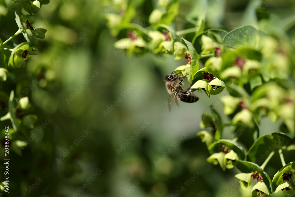 Working Bee Working Bee