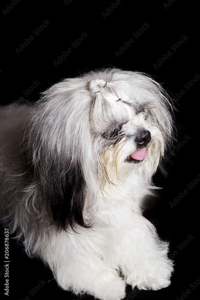  the face of a shihtzu dog standing on a black background