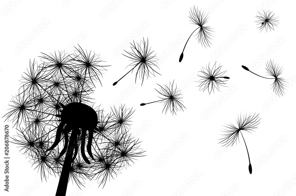 Fototapeta premium Mniszek lekarski, roślina. Mniszek lekarski, roślina kwitnąca. Sylwetka mniszka lekarskiego na białym tle