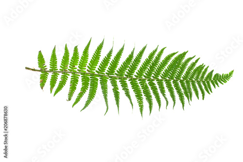 branch of fern isolated on white background