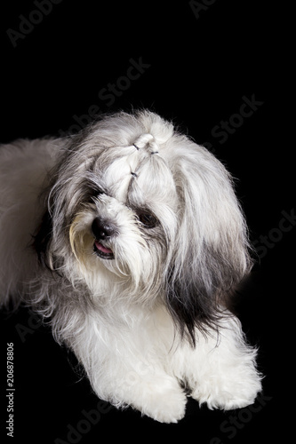  the face of a shihtzu dog standing on a black background