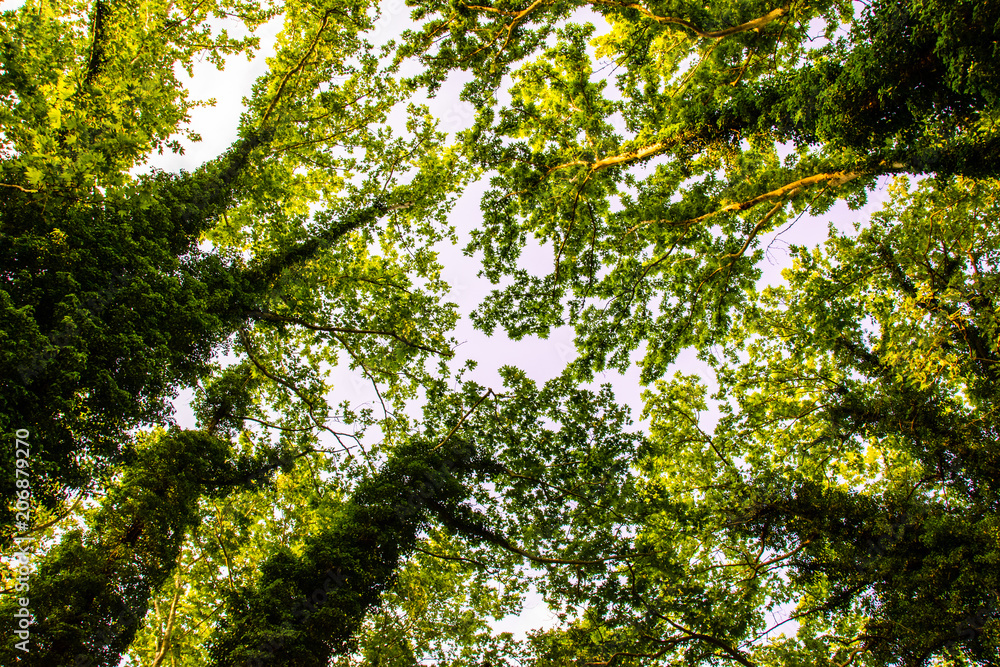 Fototapeta premium low tree view