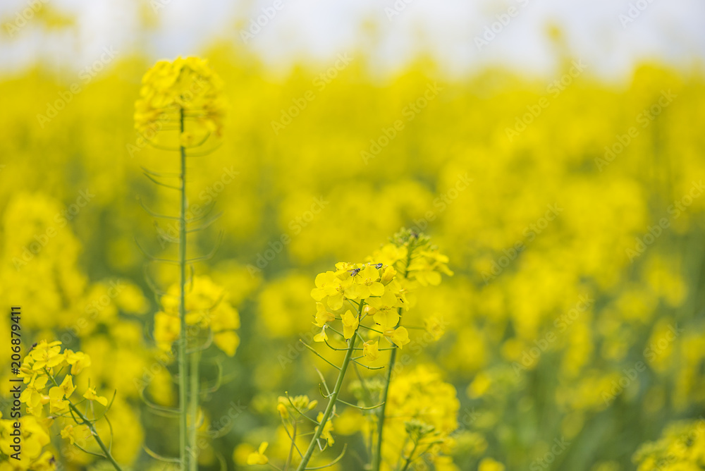 Blossom of rapeseed close up Blossom of rapeseed close up