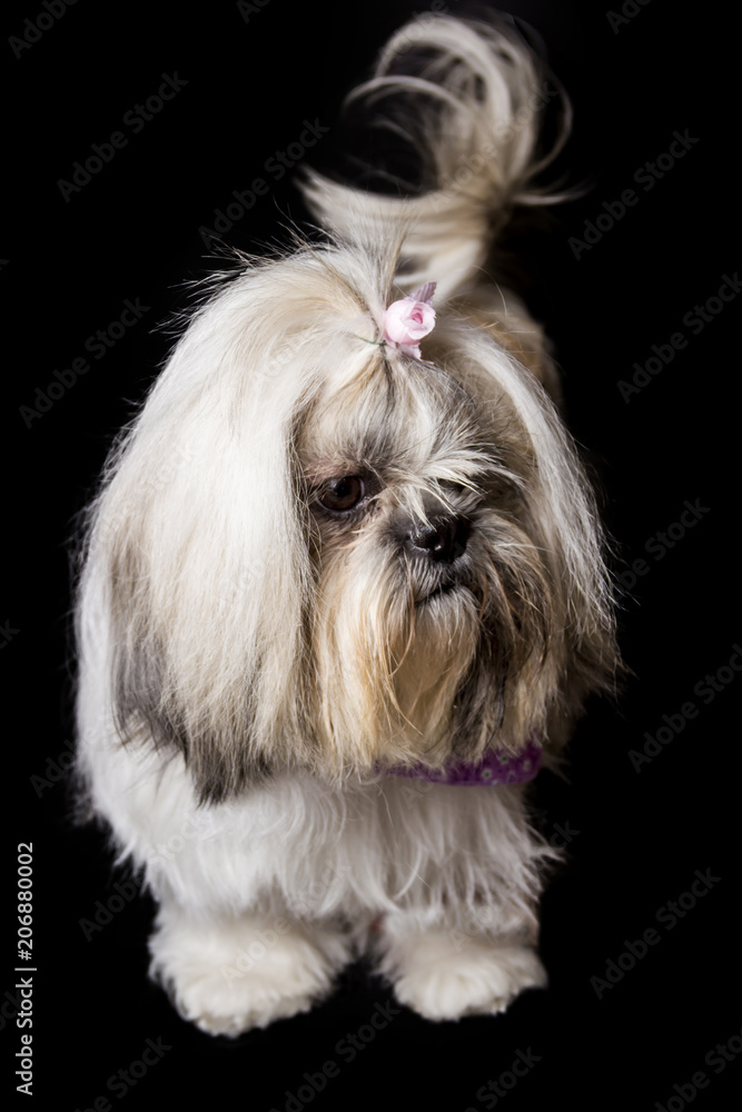 the face of a shihtzu dog standing on a black background the face of a shihtzu dog standing on a black background