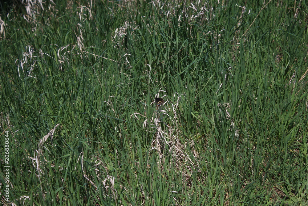 Find the Butterfly Find the Butterfly