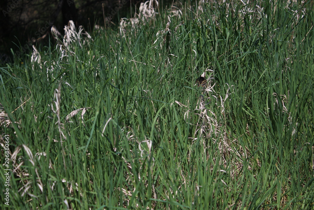 Find the Butterfly Find the Butterfly