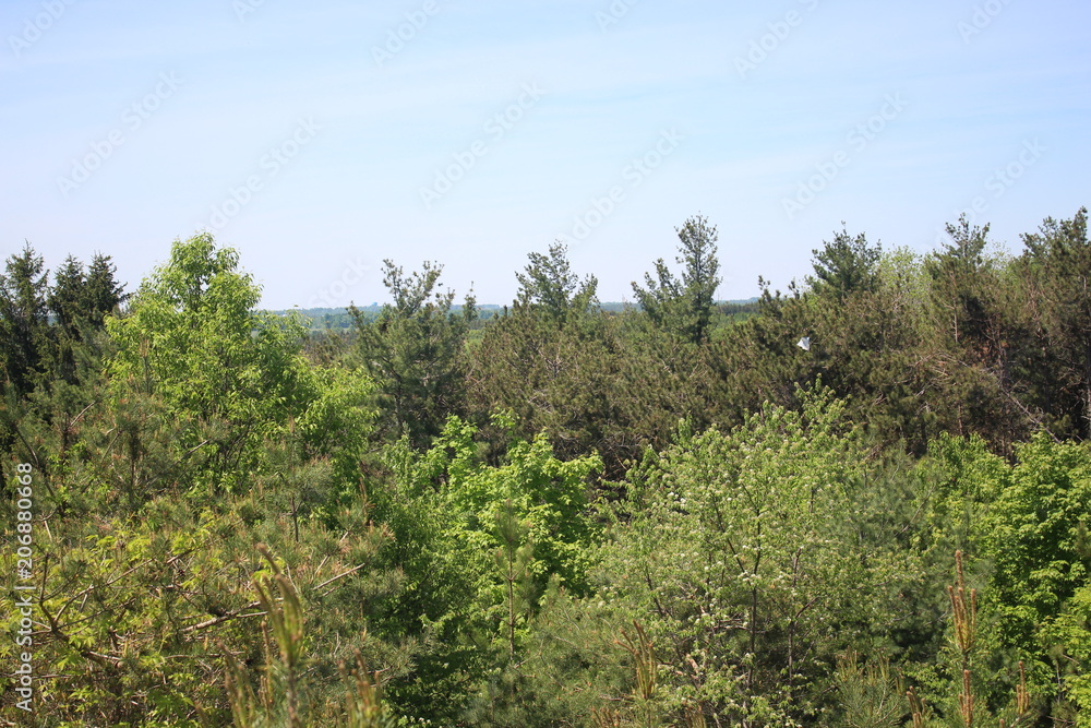 Kite in the Trees Kite in the Trees