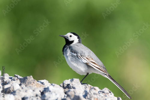 gray wagtail on a stone