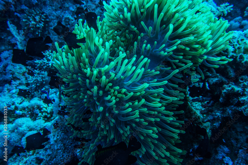 Obraz premium anemon coral