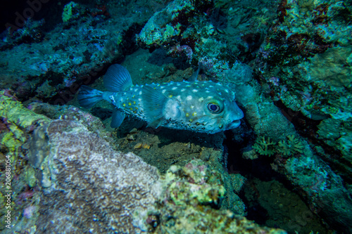 balloonfish blowfish