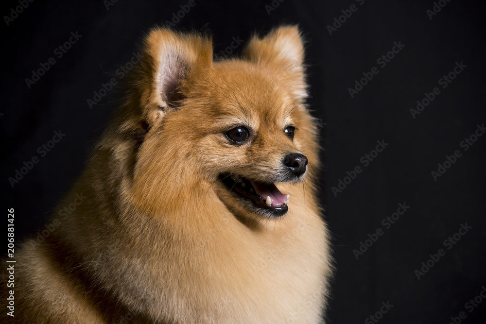  the face of a pomeranian dog sitting on a black background