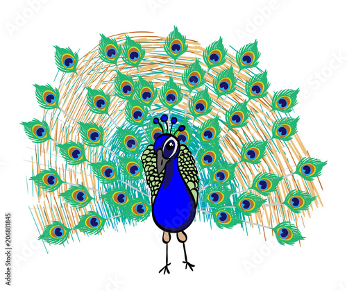 Cartoon Peacock