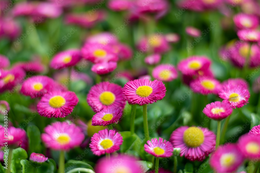 Nature Background with blossoming daisy flower. Flower meadow Summer with selective focus. Horizontal Colorful Wallpaper With Copy Space. White small daisy in the green grass in the morning Nature Background with blossoming daisy flower. Flower meadow Summer with selective focus. Horizontal Colorful Wallpaper With Copy Space. White small daisy in the green grass in the morning