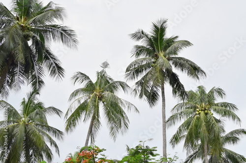 Coconut palms in Samui, Thailand