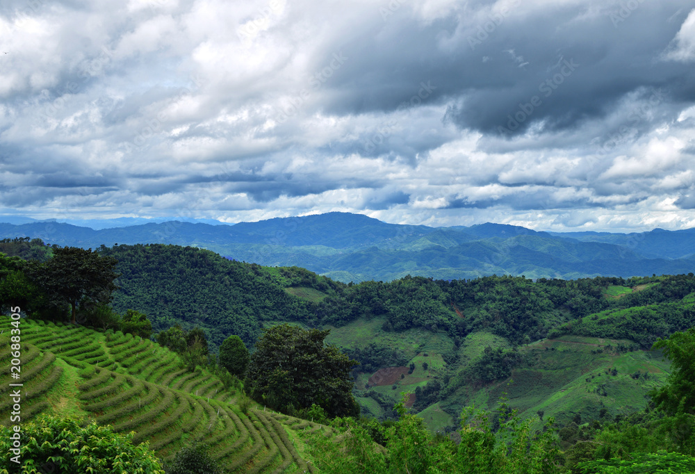 Tea plantation in northern Thailand
