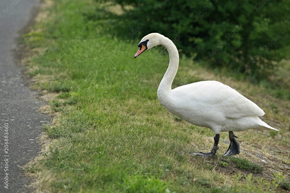 White mute swan with orange beak and long neck walking on green grass, grey pavement, bird ring White mute swan with orange beak and long neck walking on green grass, grey pavement, bird ring